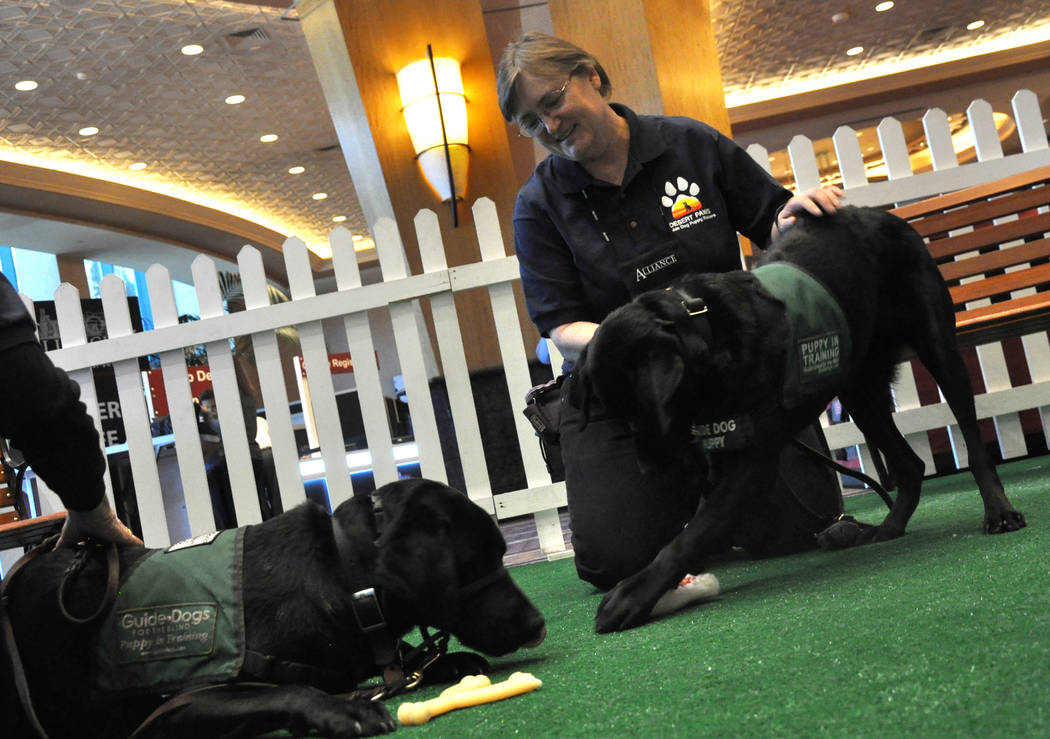 Linda Burley is leader of Desert Paws, Las Vegas Puppy Raisers, which is currently raising five puppies for Guide Dogs for the Blind. (Buford Davis/Las Vegas Business Press)