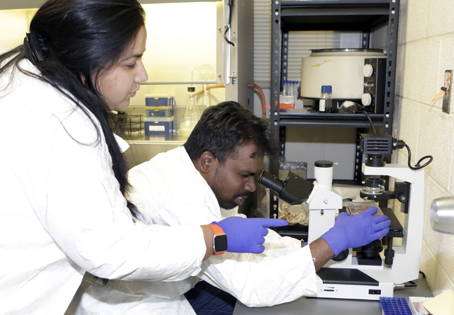 Surbhi Sharma, left, Ph.D. candidate and Dr. Ronald Benjamin Babu, postdoctoral researcher at UNLV, work at UNLV's School of Life Science lab on Friday, May 27, 2016. Bizuayehu Tesfaye/Southern Ne ...