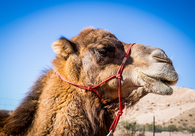 camel safari in las vegas