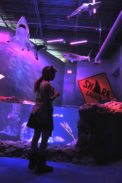 SeaQuest Interactive Aquarium, which opened at The Boulevard in December, is an example of malls being re-imagined as entertainment venues. Photo by Buford Davis | Business Press