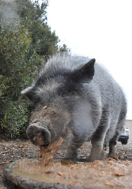 iconic-north-las-vegas-pig-farm-to-make-way-for-new-home-construction