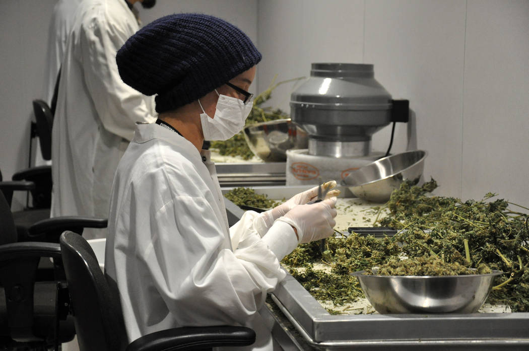 VIDEO: Green Manufacturing: Cannabis cultivation | Las Vegas Business Press