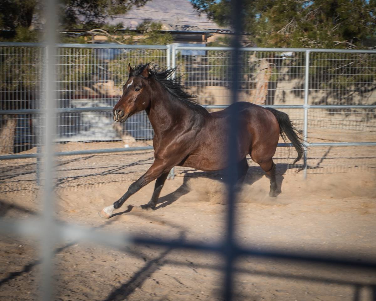The session, inspired by the renowned American horse trainer Monty Roberts, is developed to bui ...
