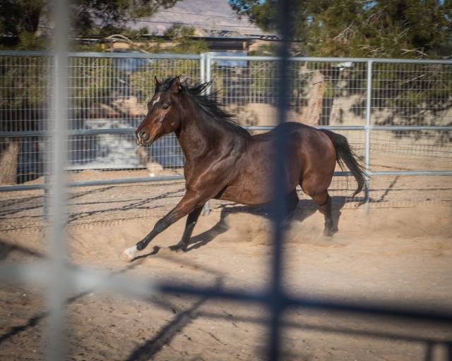 The session, inspired by the renowned American horse trainer Monty Roberts, is developed to bui ...