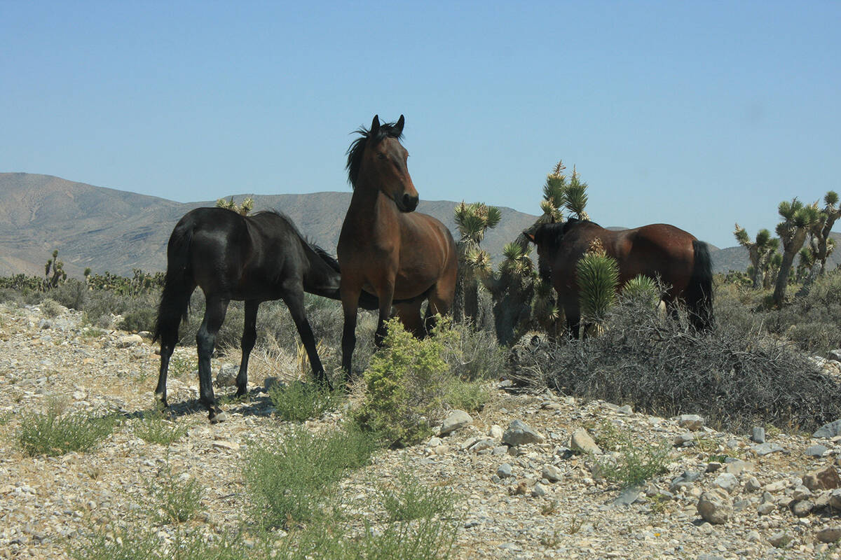 Wild horses can be seen near the property. (Mt. Charleston Realty Inc.)