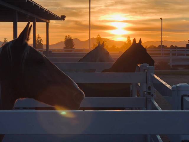 The home has seven horse stables. (Joshua Pianko)