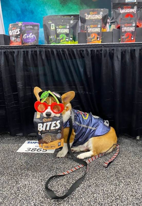 Canine influencer Corgi Club Colton poses with Rouge Pet Science newest product at SuperZoo. (S ...