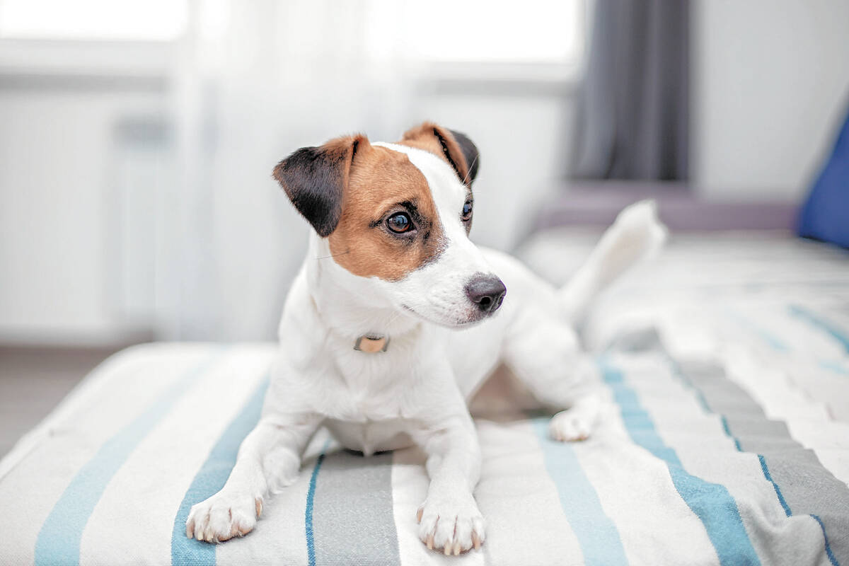 A Jack Russell terrier dog is waiting for the owner of house. Gina Borge, senior interior desig ...
