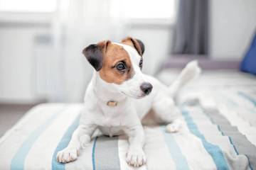 A Jack Russell terrier dog is waiting for the owner of house. Gina Borge, senior interior desig ...