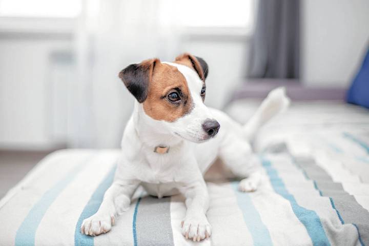 A Jack Russell terrier dog is waiting for the owner of house. Gina Borge, senior interior desig ...