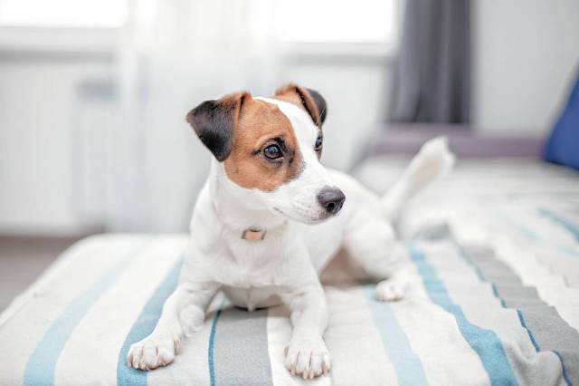 A Jack Russell terrier dog is waiting for the owner of house. Gina Borge, senior interior desig ...